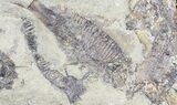 Fossil Fish (Gosiutichthys) Mortality Plate - Lake Gosiute #54977-2